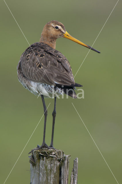 Grutto (Limosa limosa)