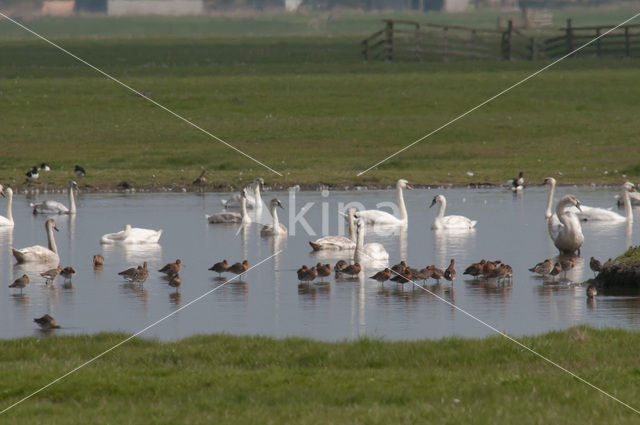 Grutto (Limosa limosa)