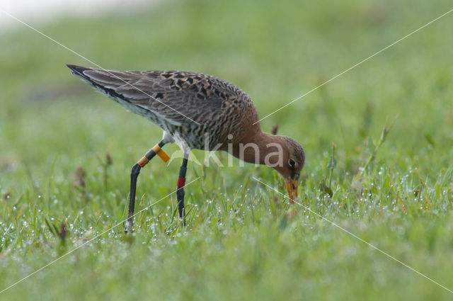 Black-tailed Godwit (Limosa limosa)