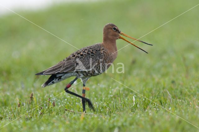 Black-tailed Godwit (Limosa limosa)