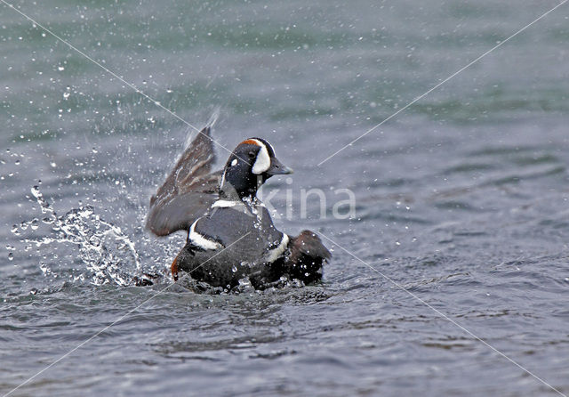 Harlequin (Histrionicus histrionicus)