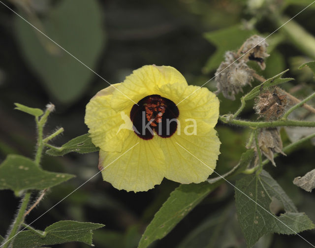 Hibiscus physaloides