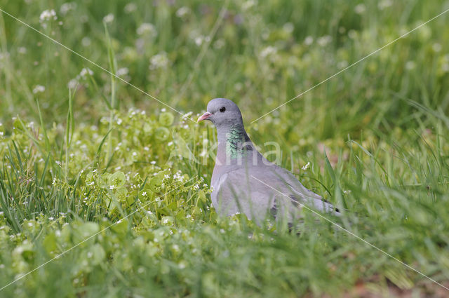 Holenduif (Columba oenas)