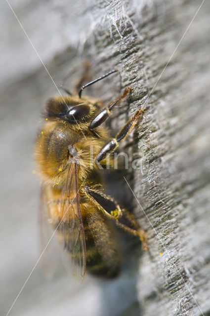 Honey bee (Apis mellifera)