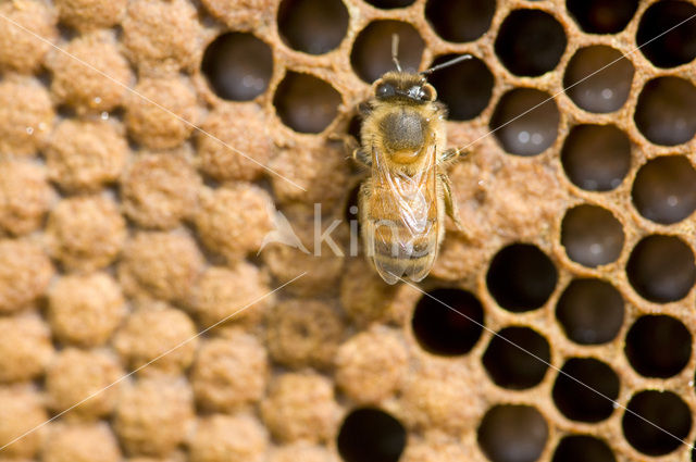 Honey bee (Apis mellifera)