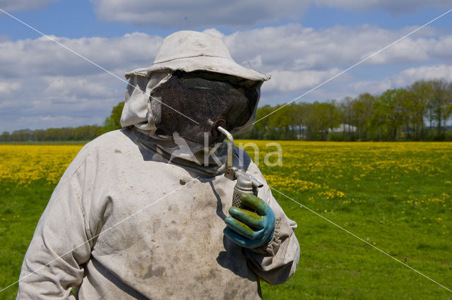 Honey bee (Apis mellifera)