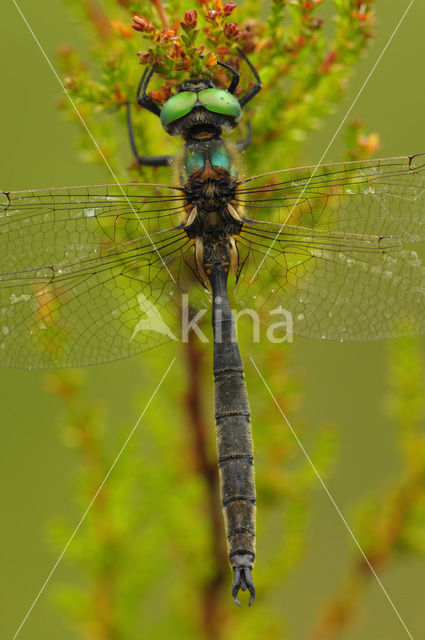 Hoogveenglanslibel (Somatochlora arctica)