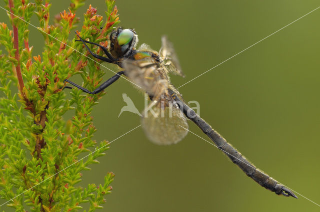 Hoogveenglanslibel (Somatochlora arctica)