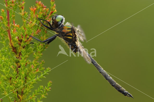 Hoogveenglanslibel (Somatochlora arctica)