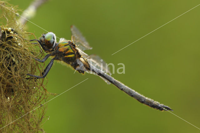 Hoogveenglanslibel (Somatochlora arctica)