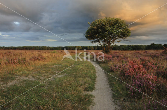 Hoorneboegse Heide