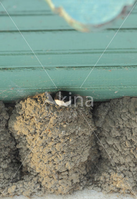 Common House-Martin (Delichon urbicum)