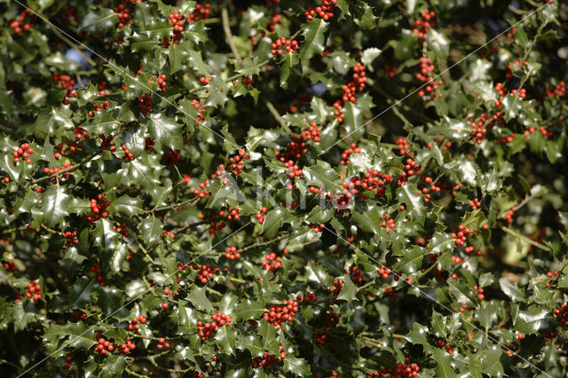 Holly (Ilex aquifolium)