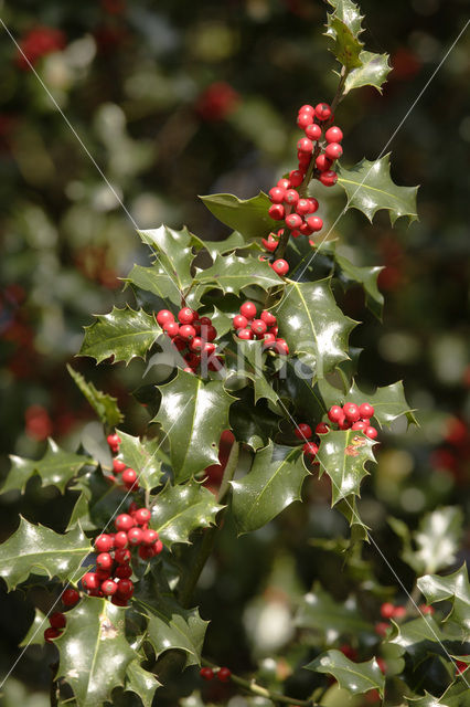 Holly (Ilex aquifolium)