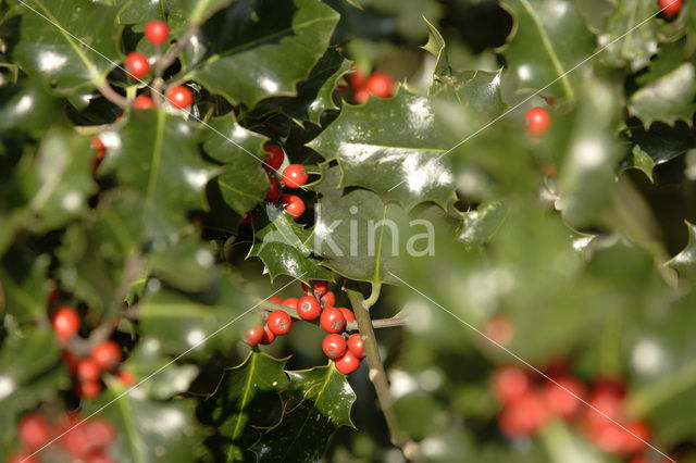 Hulst (Ilex aquifolium)