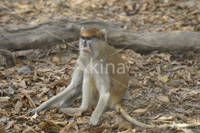patas monkey (Erythrocebus patas)