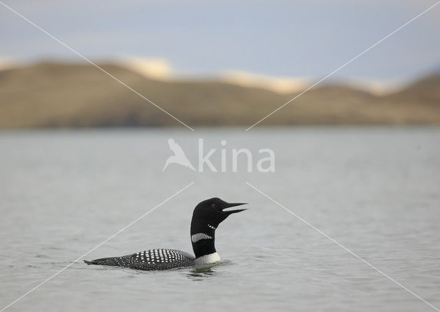 Common Loon