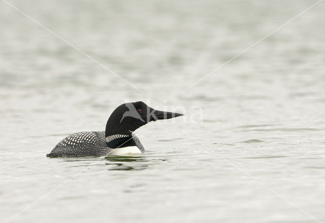 Common Loon