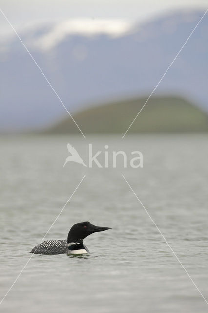 Common Loon