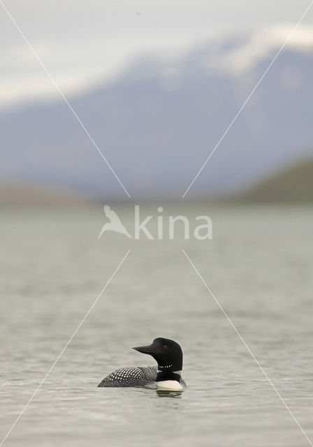 IJsduiker (Gavia immer)