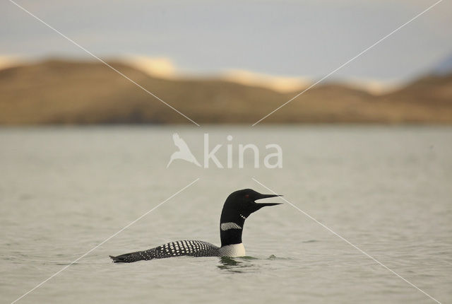 Common Loon