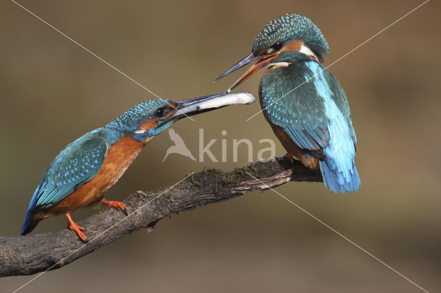 IJsvogel (Alcedo atthis)