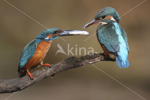 IJsvogel (Alcedo atthis)