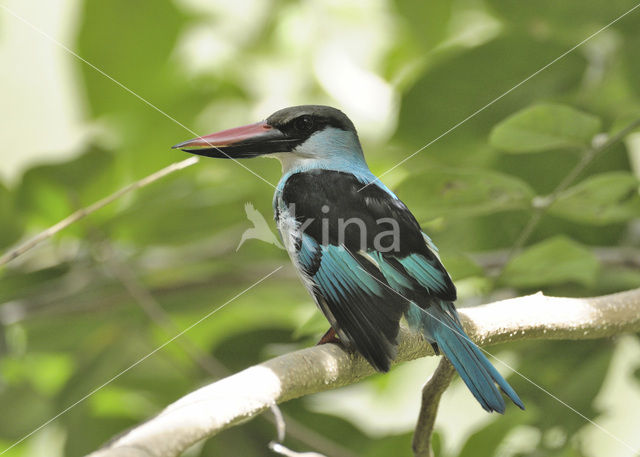 Blue-breasted Kingfisher (Halcyon malimbica)