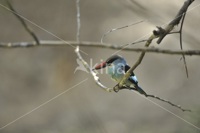 Blue-breasted Kingfisher (Halcyon malimbica)