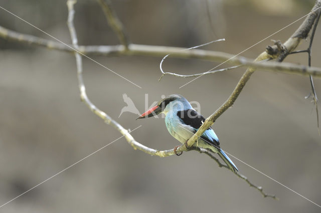 Blue-breasted Kingfisher (Halcyon malimbica)