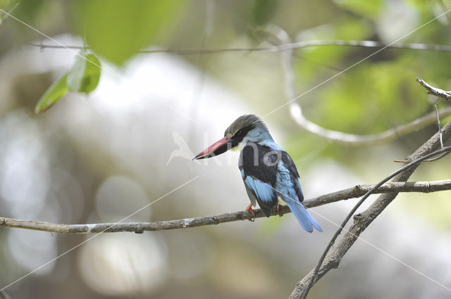 Blue-breasted Kingfisher (Halcyon malimbica)