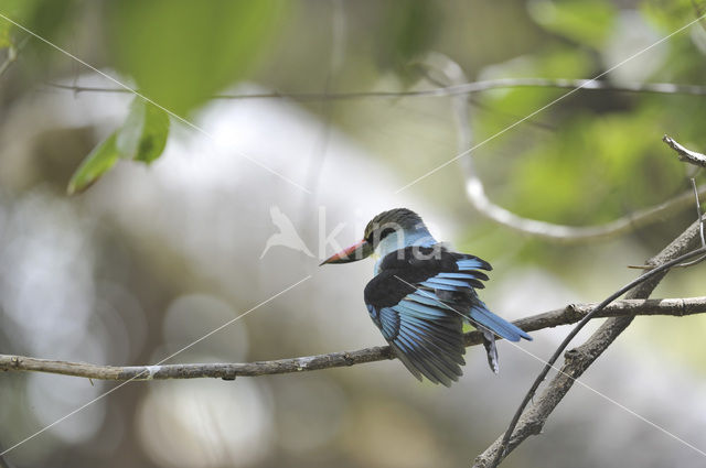 Blue-breasted Kingfisher (Halcyon malimbica)