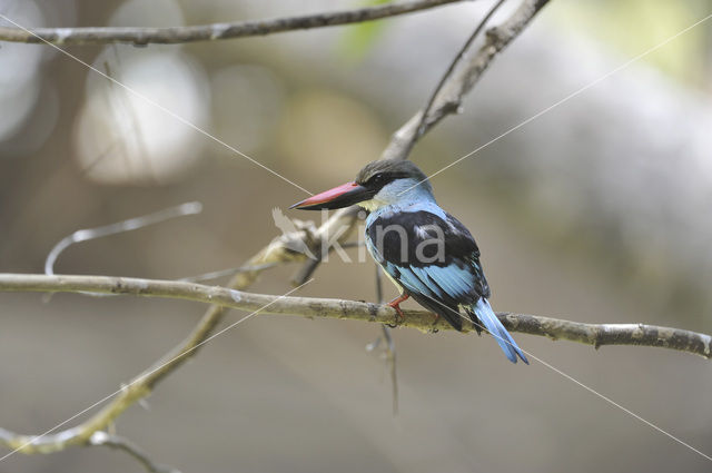 IJsvogel