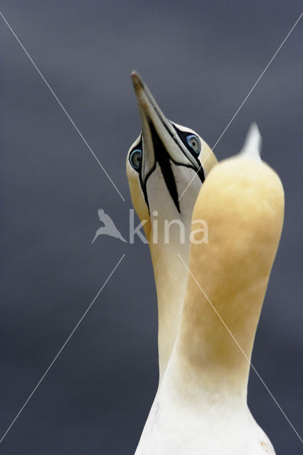 Northern Gannet (Morus bassanus)