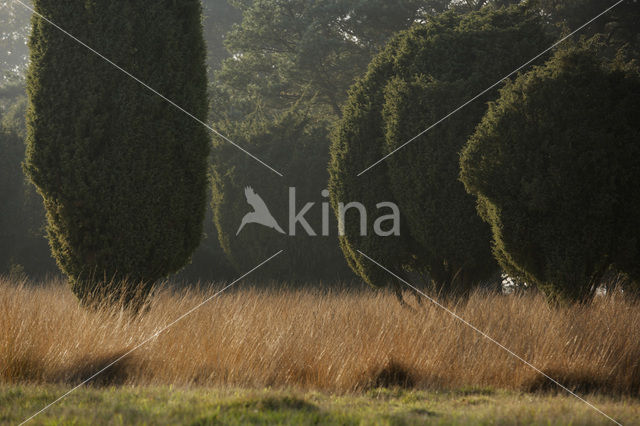 common juniper (Juniperus communis)