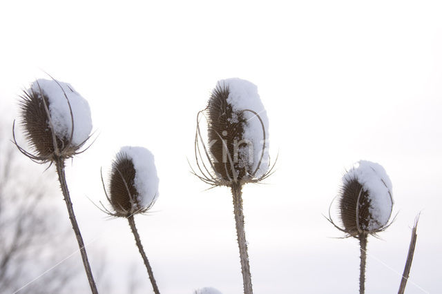 Kaardebol (Dipsacus spec.)