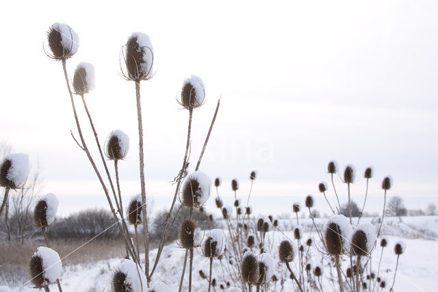 Kaardebol (Dipsacus spec.)