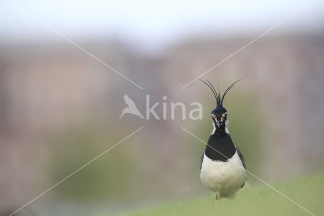 Lapwing (Vanellus vanellus)