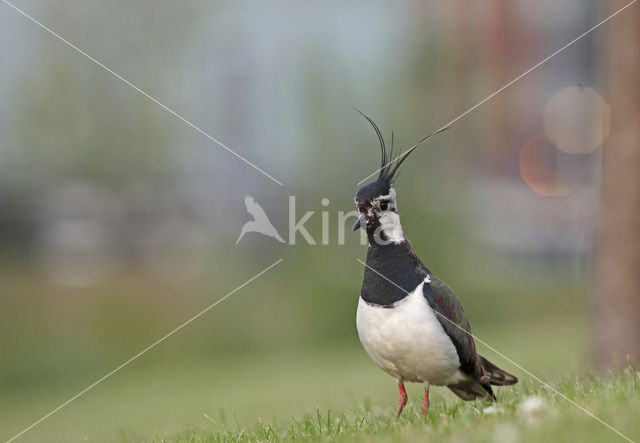 Lapwing (Vanellus vanellus)