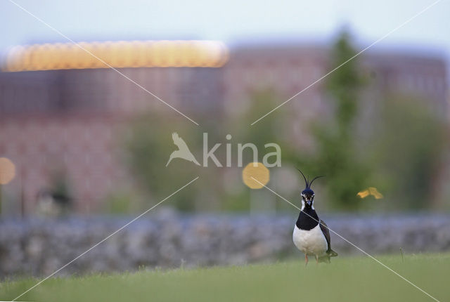 Lapwing (Vanellus vanellus)