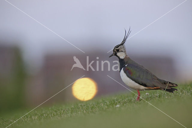 Lapwing (Vanellus vanellus)