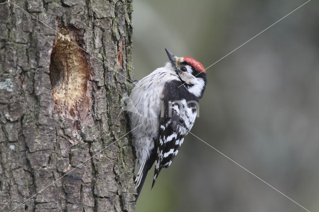 Kleine Bonte Specht (Picoides minor)