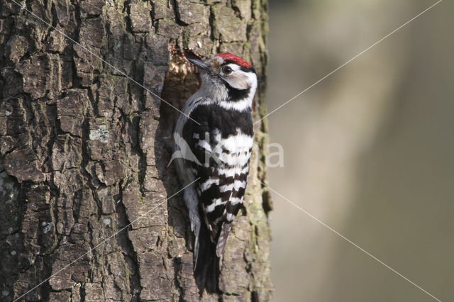 Kleine Bonte Specht (Picoides minor)