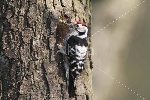 Kleine Bonte Specht (Picoides minor)