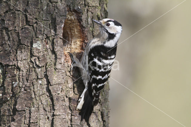 Kleine Bonte Specht (Picoides minor)