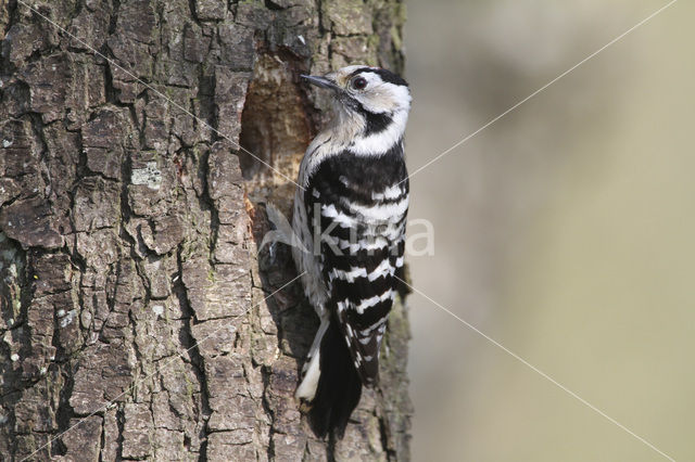 Kleine Bonte Specht (Picoides minor)