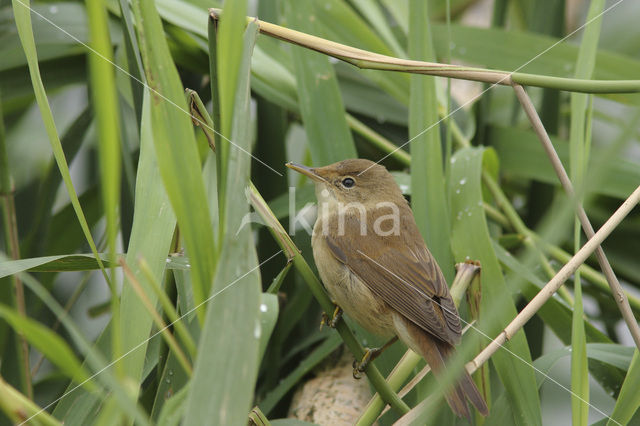 Eurasian Reed-Warbler (Acrocephalus scirpaceus)