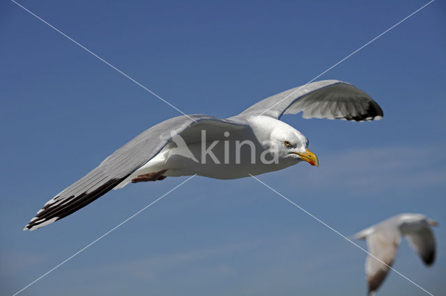 Kleine Mantelmeeuw (Larus fuscus)
