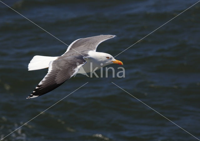 Kleine Mantelmeeuw (Larus fuscus)