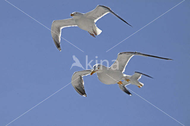 Lesser Black-backed Gull (Larus fuscus)